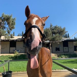 Meet your Posher, Hailey